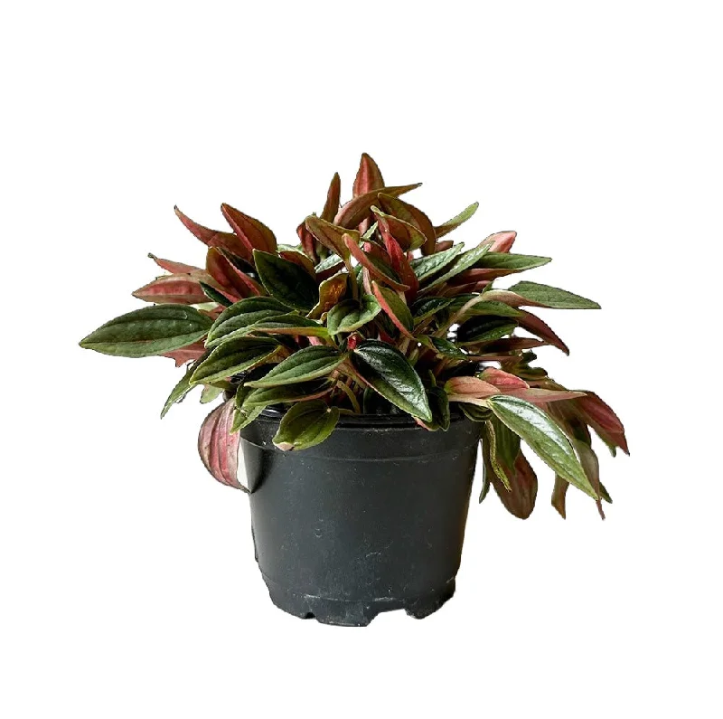 Peperomia Rosso 4 Inch Pot