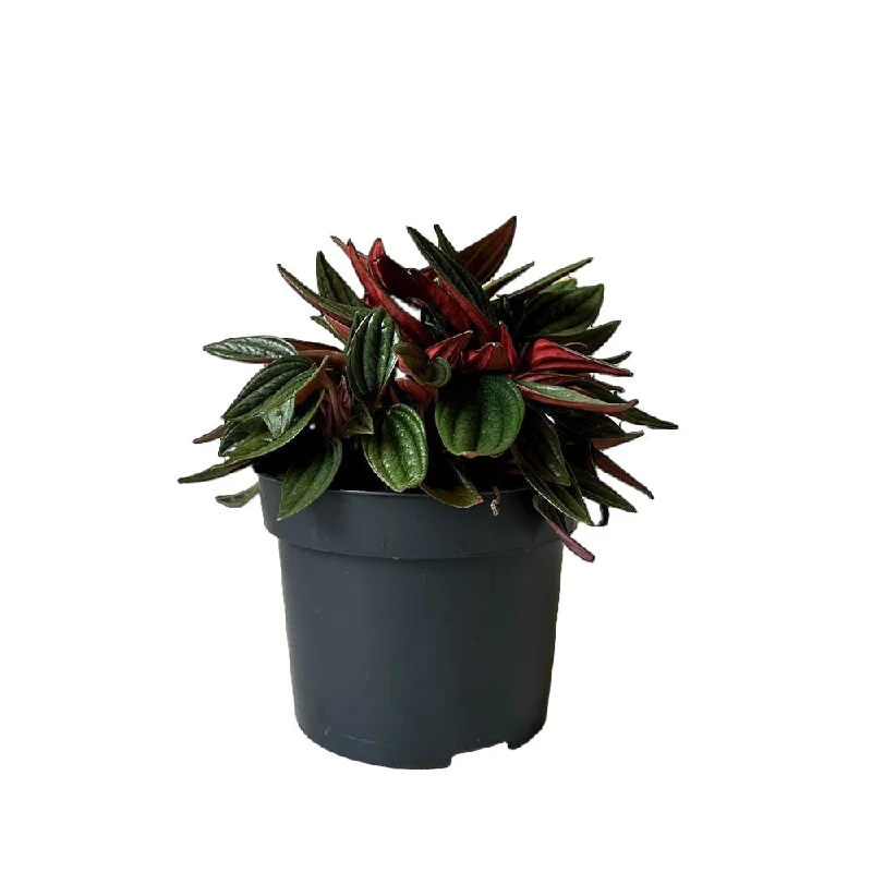 Peperomia Rosso 5 Inch Pot