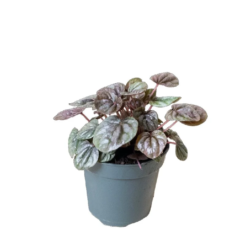 Peperomia Schumi Red 4 Inch Pot