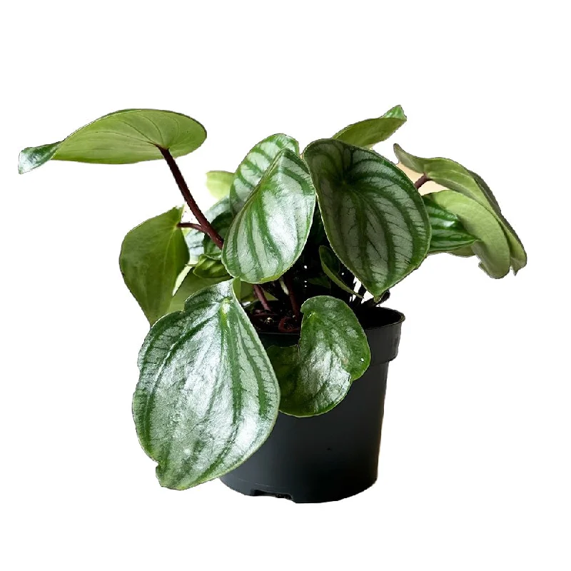 Peperomia Watermelon 5 Inch Pot