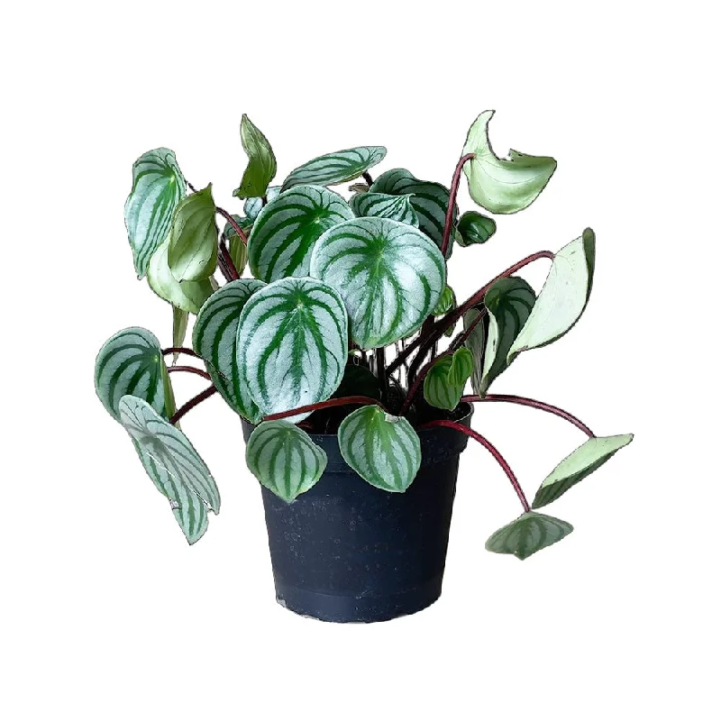 Peperomia Watermelon 6 Inch Pot