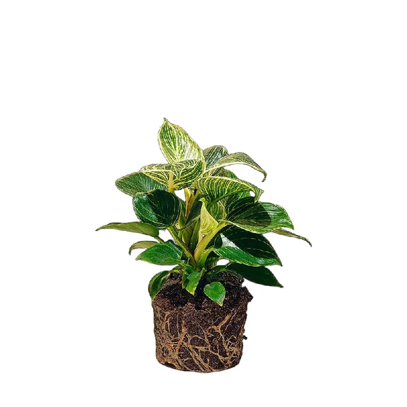 Philodendron Birkin 5 Inch Pot