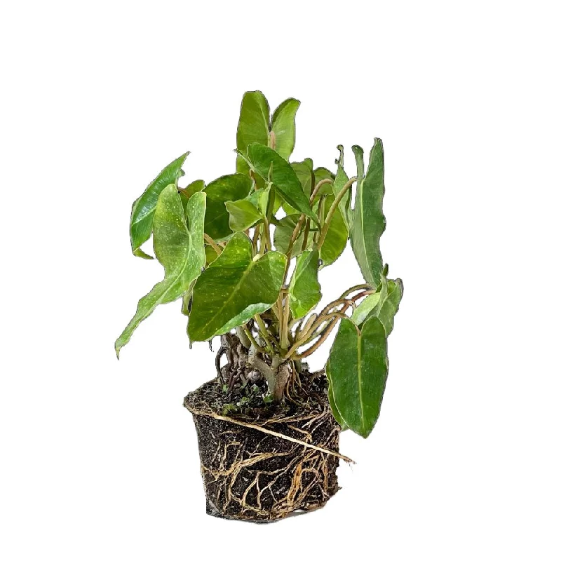 Philodendron Burle Marx 6 Inch Pot