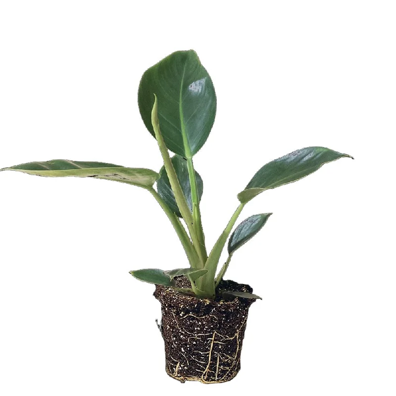 Philodendron Green Diamond 5 Inch Pot