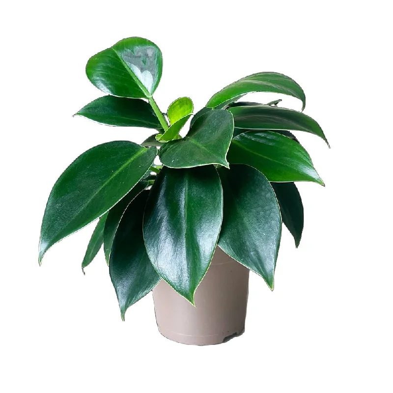 Philodendron Green Princess 5 Inch Pot