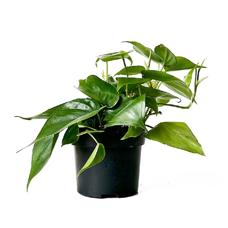 Philodendron Heartleaf 5 Inch Pot