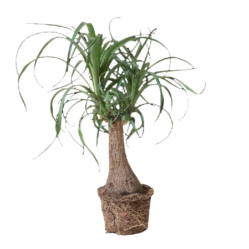 Ponytail Palm 6 Inch Pot