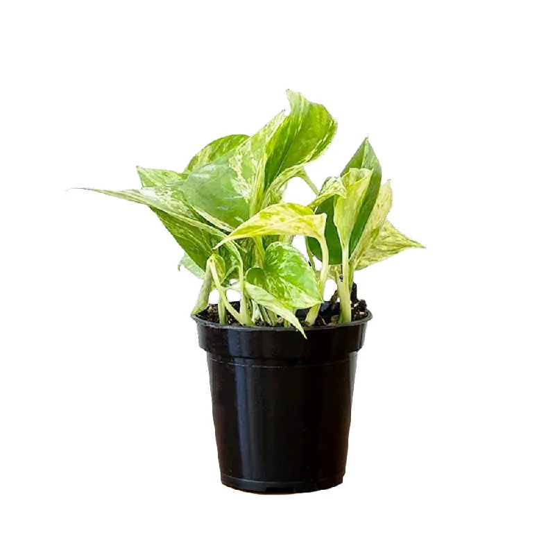 Pothos Marble Queen 4 Inch Pot