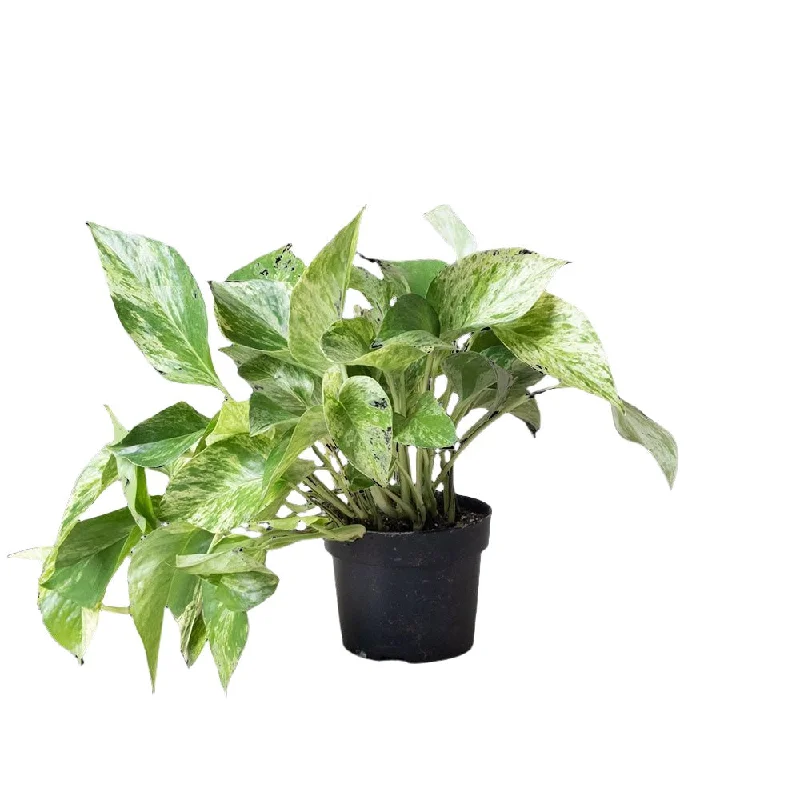 Pothos Marble Queen 5 Inch Pot