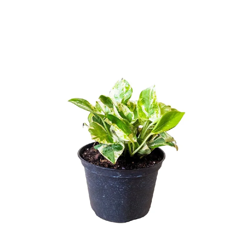 Pothos Pearls And Jade 6 Inch Pot