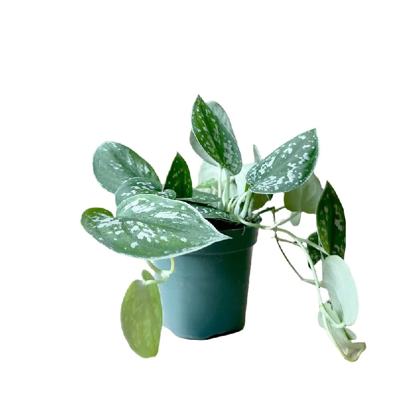 Pothos Silver Satin 4 Inch Pot