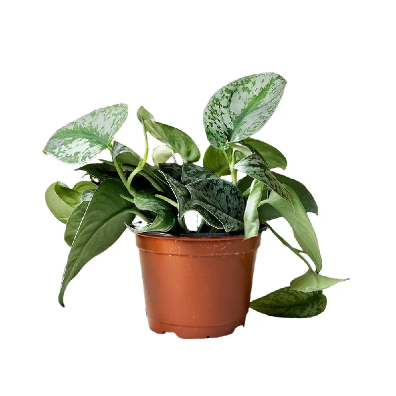 Pothos Silver Satin 6 Inch Pot