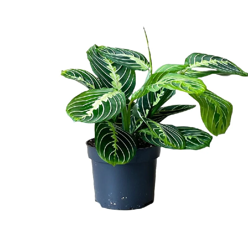 Prayer Plant Lemon Lime 5 Inch Pot