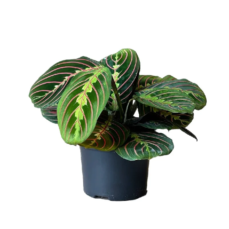 Prayer Plant Red 5 Inch Pot