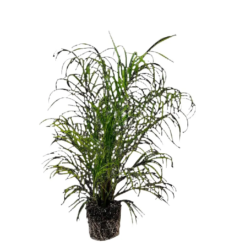 Pygmy Date Palm 6 Inch Pot