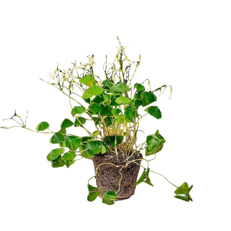 Shamrock Plant Green 4 Inch Pot