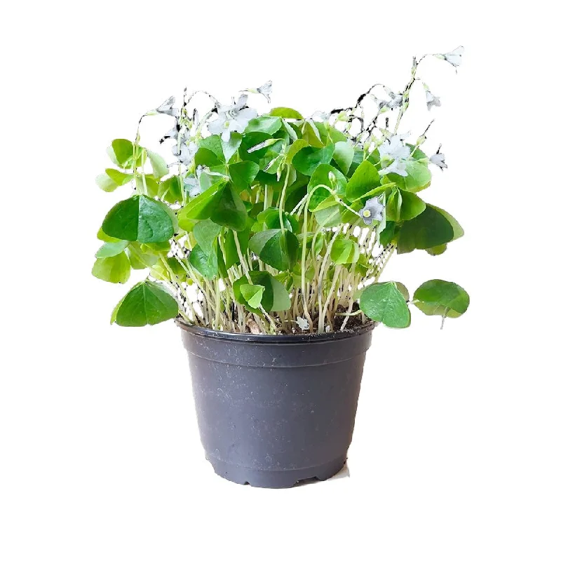 Shamrock Plant Green 6 Inch Pot