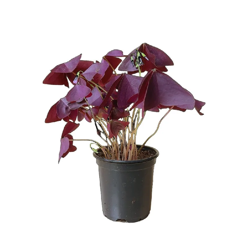 Shamrock Plant Red 4 Inch Pot