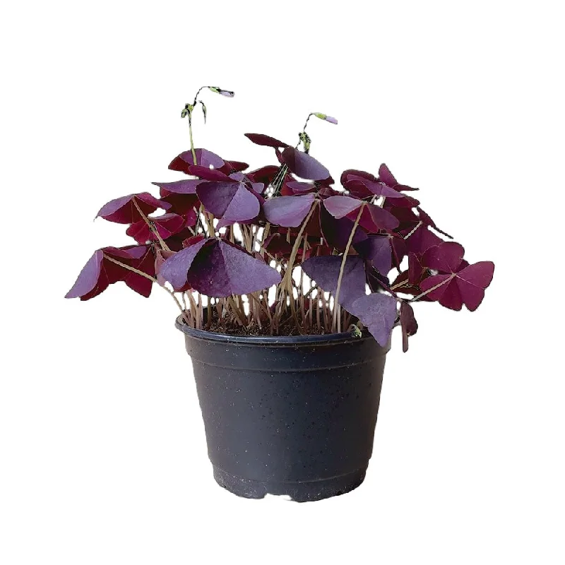 Shamrock Plant Red 6 Inch Pot