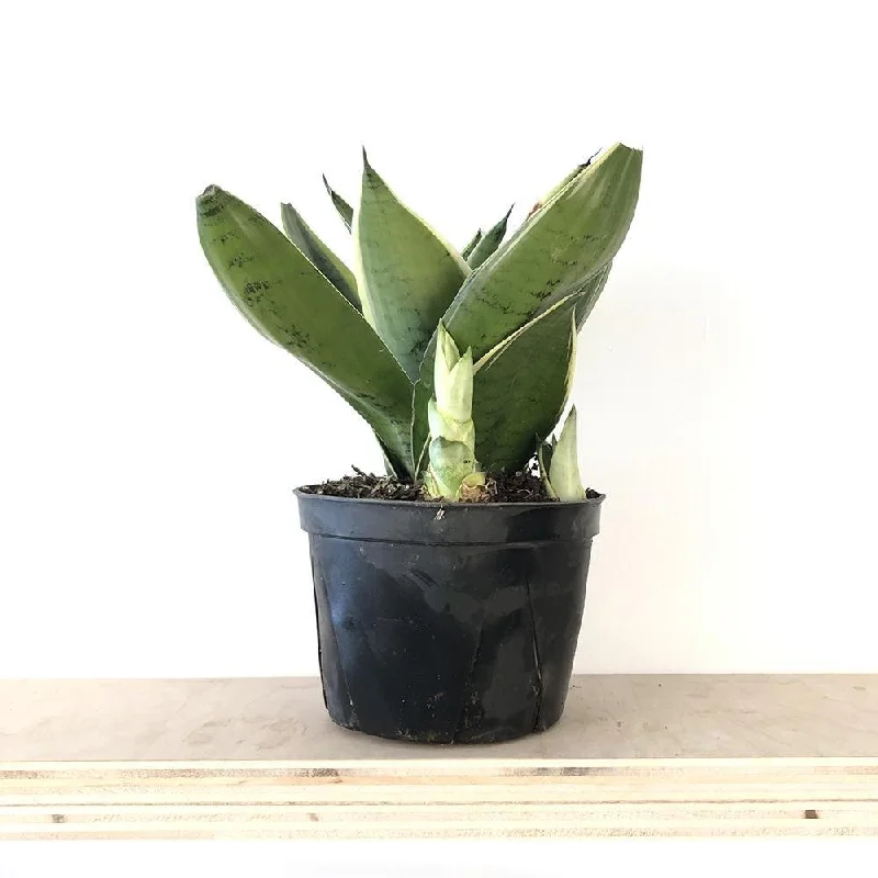 Snake Plant Night Owl 6 Inch Pot