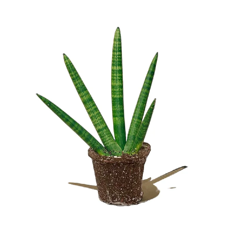 Snake Plant Starfish 5 Inch Pot