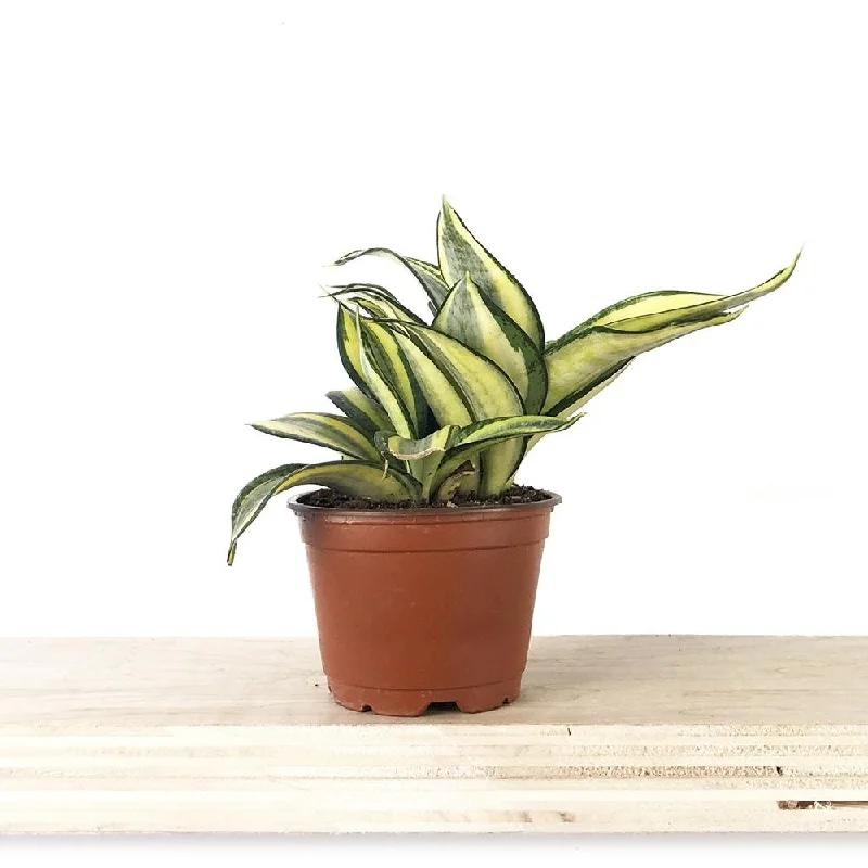 Snake Plant Trifasciata 4 Inch Pot