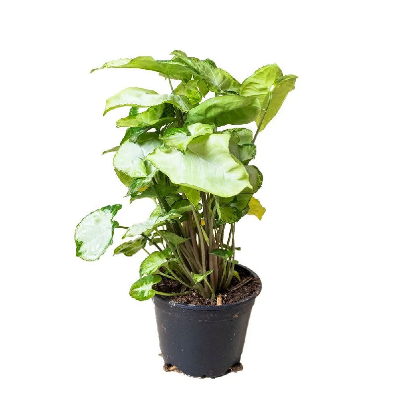 Syngonium Gold Allusion 4 Inch Pot