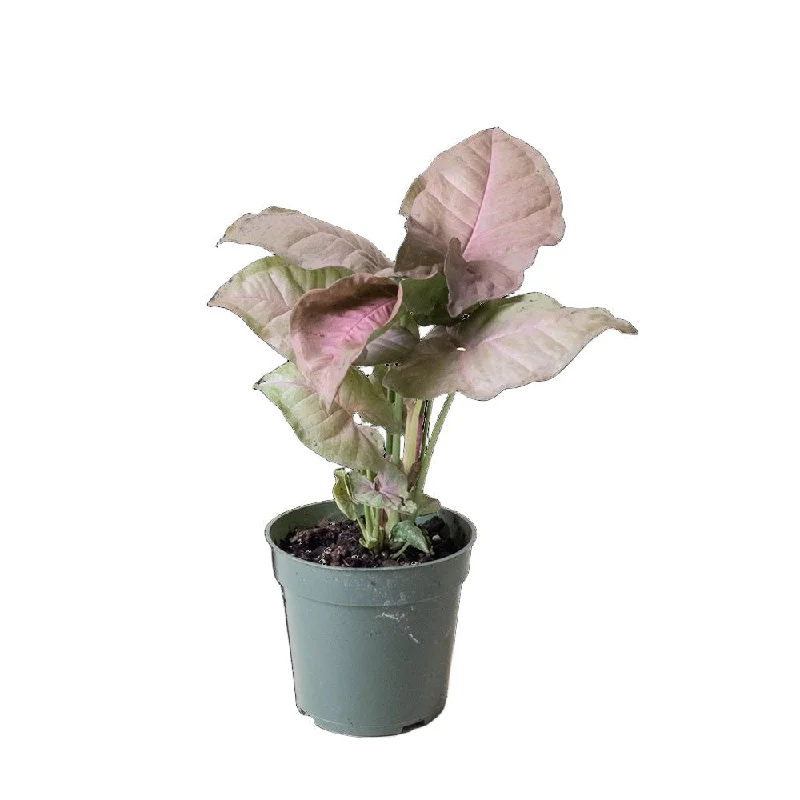 Syngonium Neon 4 Inch Pot