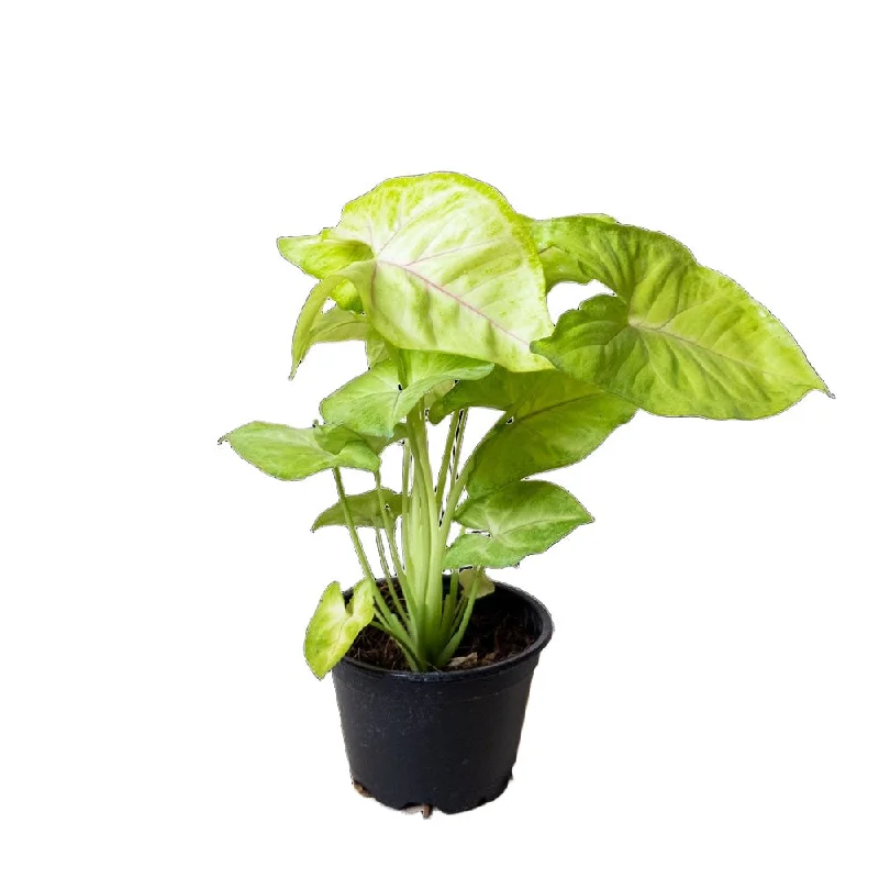 Syngonium Pixie 4 Inch pot