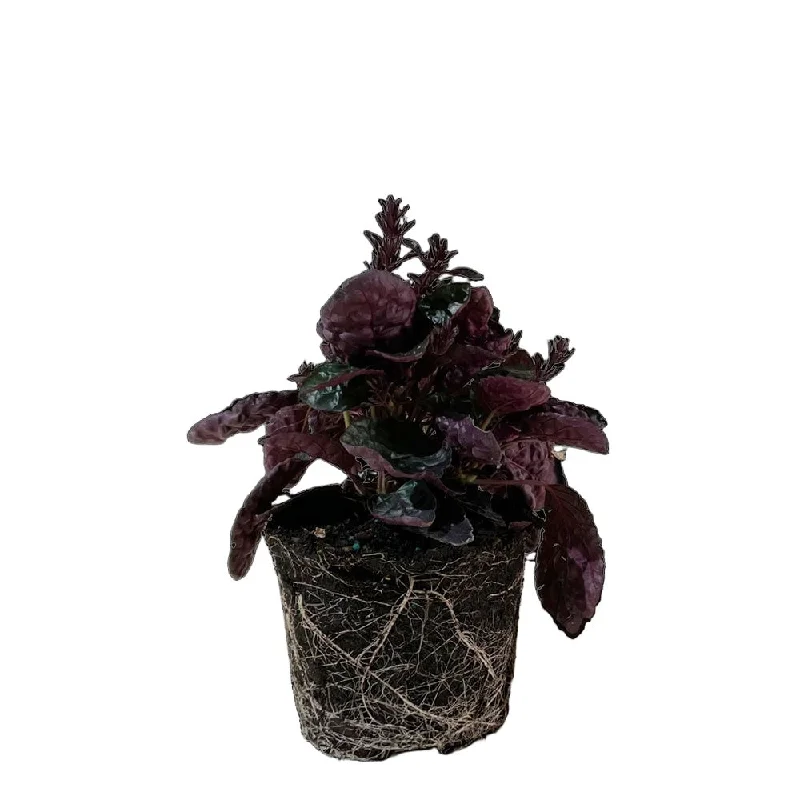 Waffle Plant 6 Inch Pot